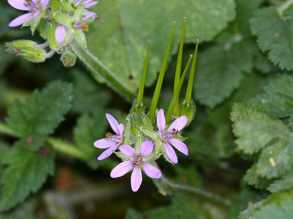Erodium moschatum — a medium houseplant, prefers full sun light