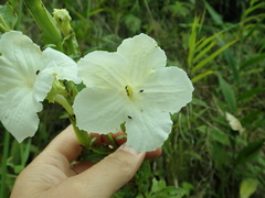 Escobedia grandiflora image