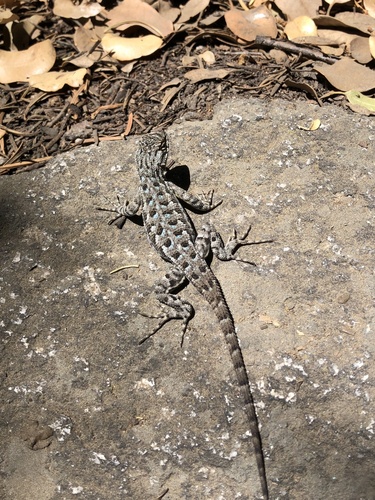 iNaturalist observation photo of Western Fence Lizard