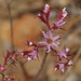 Fringed Spineflower - Photo (c) Michele Roman, all rights reserved, uploaded by Michele Roman