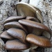 Blue Oyster Mushroom - Photo (c) Ivano Marques, all rights reserved, uploaded by Ivano Marques