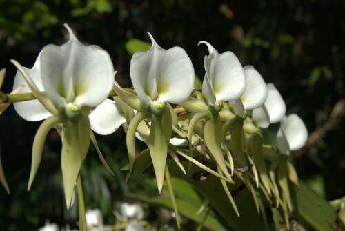 Ivory-Colored Angraecum