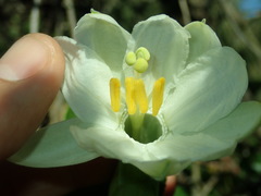 Image of Passiflora matthewsii