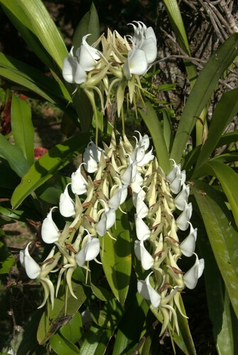Ivory-Colored Angraecum
