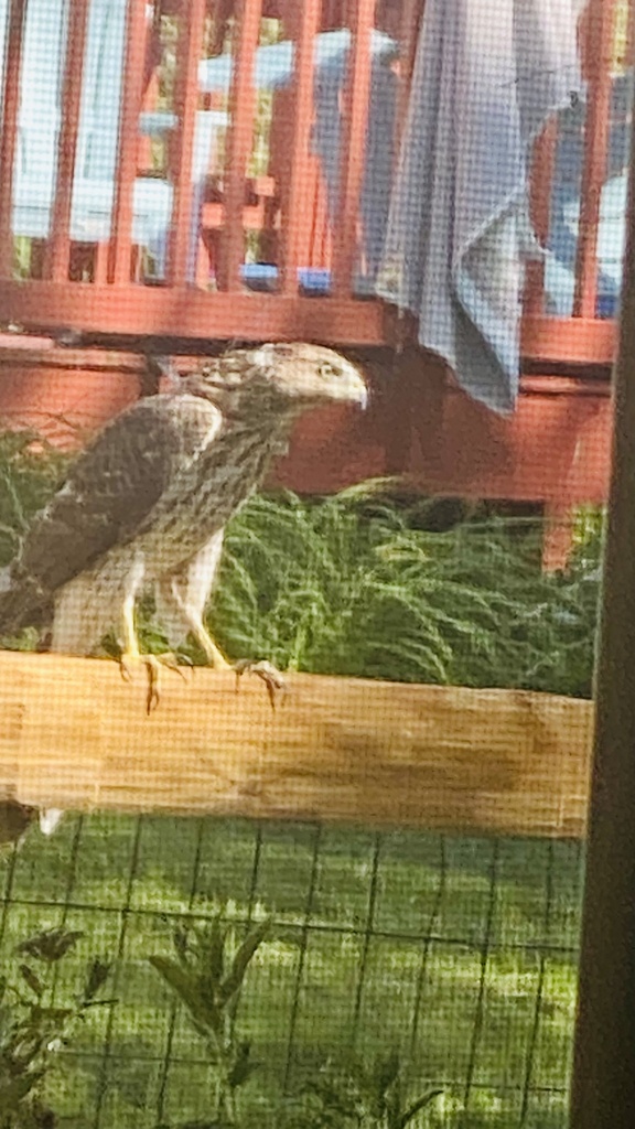 Cooper's Hawk in August 2023 by Nora. Heard this sound coming from the ...