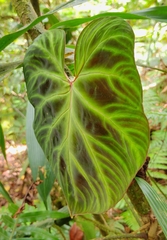 Philodendron verrucosum image