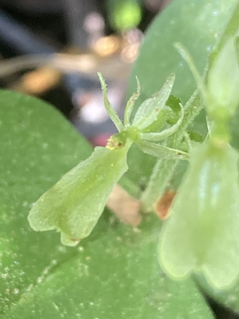 Broad-lipped Twayblade from Plumas National Forest, Blairsden Graeagle ...
