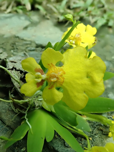 Erycina with light brown splash in the center in Ecuador.