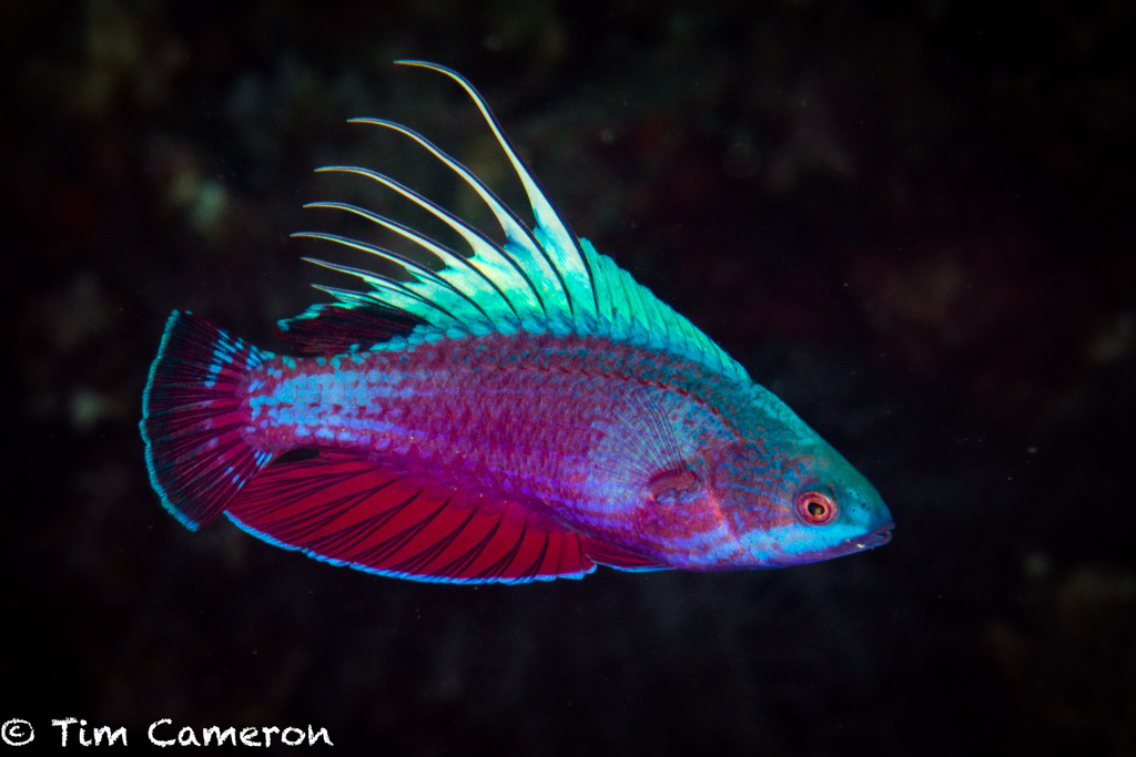 Parrotfish