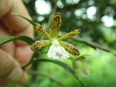 Epidendrum medinae image