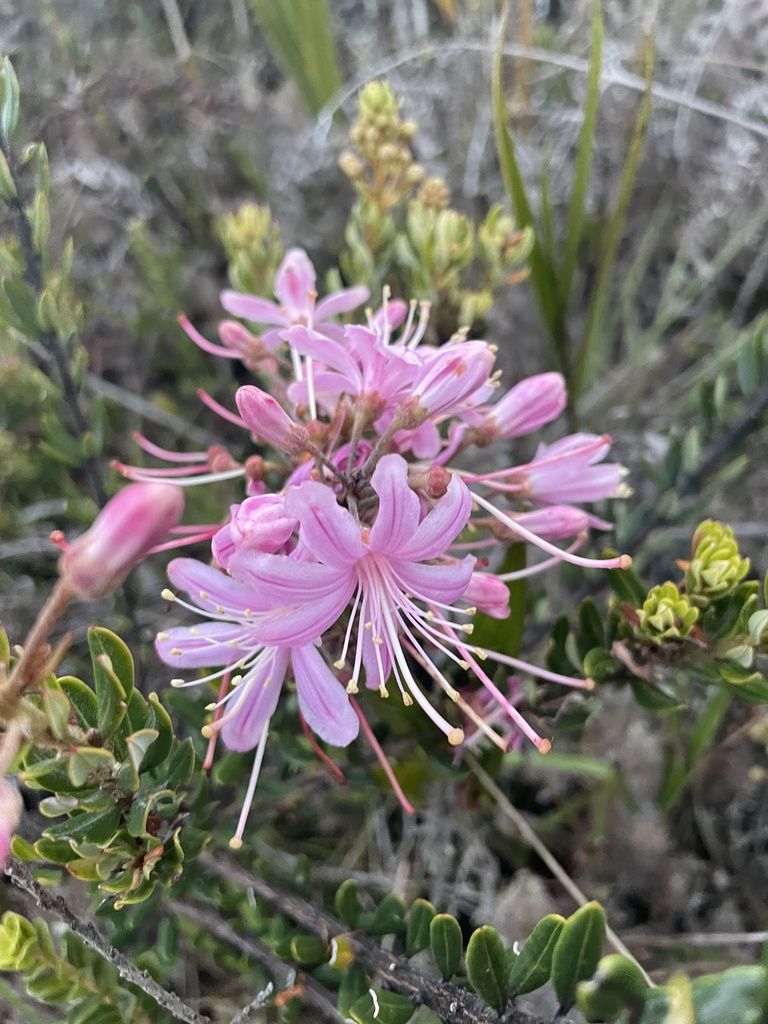Bejaria aestuans (Bejaria aestuans)