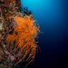 Corales Negros - Photo (c) Tim Cameron, todos los derechos reservados, subido por Tim Cameron