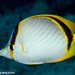 Yellow-dotted Butterflyfish - Photo (c) Tim Cameron, all rights reserved, uploaded by Tim Cameron