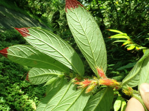 Columnea schimpffii
