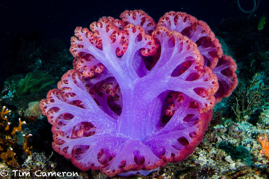 Carnation Corals from Padre Burgos, Southern Leyte, Philippines on July ...