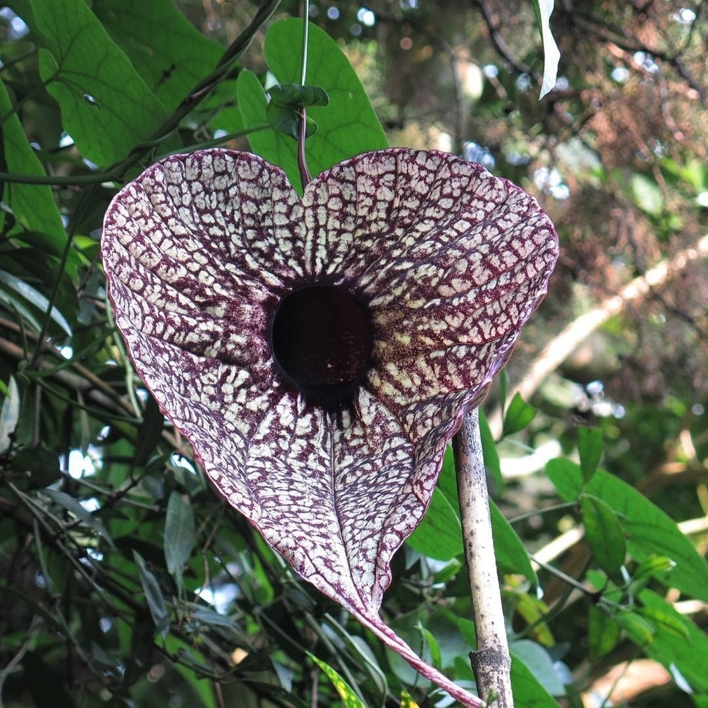 Aristolochia grandiflora - Wikipedia