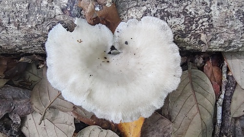 Favolus tessellatus