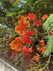 Caesalpinia pulcherrima image