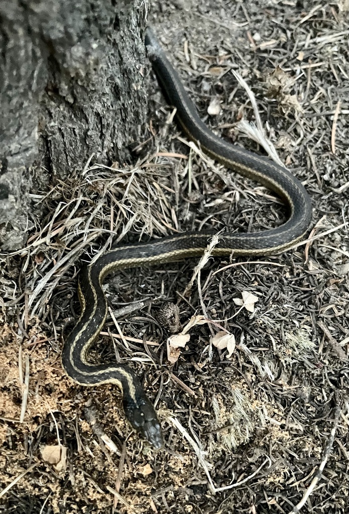 Western Terrestrial Garter Snake from Idaho Panhandle National Forest ...