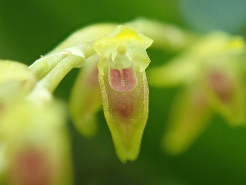 Gracillima Orchid