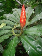 Costus pulverulentus image