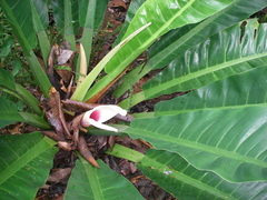 Philodendron wendlandii image