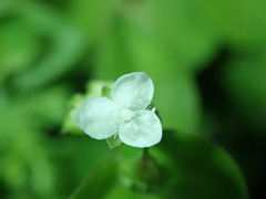 Callisia gracilis image