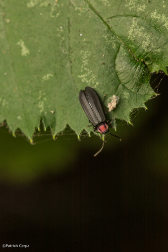 Genus Mecopselaphus · iNaturalist United Kingdom