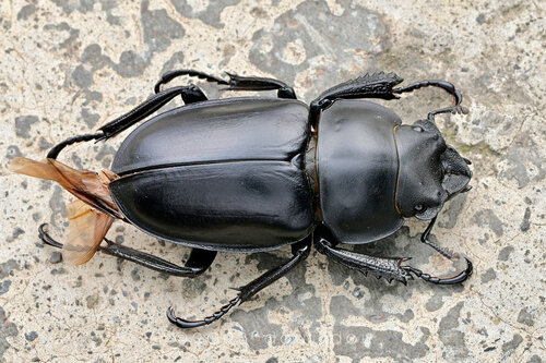 Neolucanus donckieri