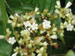Psychotria rufipes image