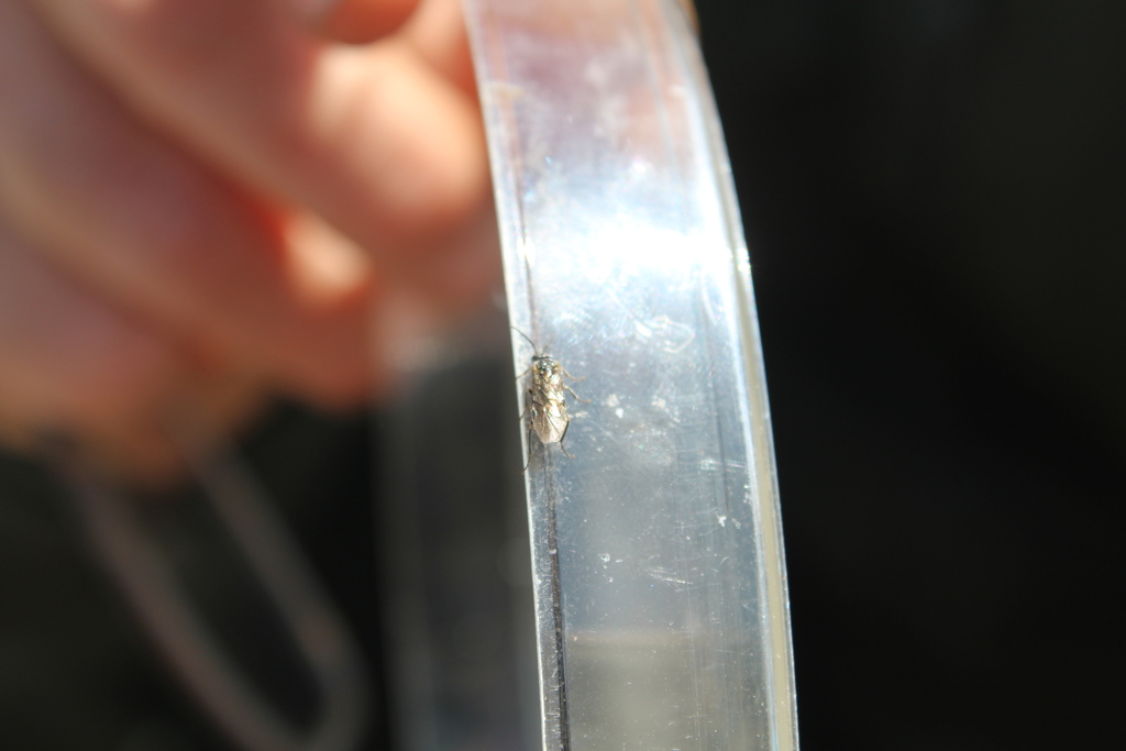 Winged and Once-winged Insects from Park County, WY, USA on June 8 ...