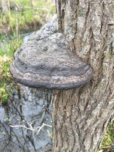Southern Clam Shell