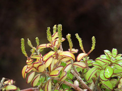 Peperomia inaequalifolia image