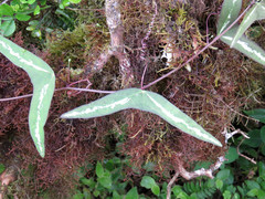 Passiflora colinvauxii image