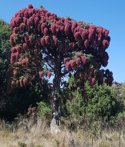 African Redwood