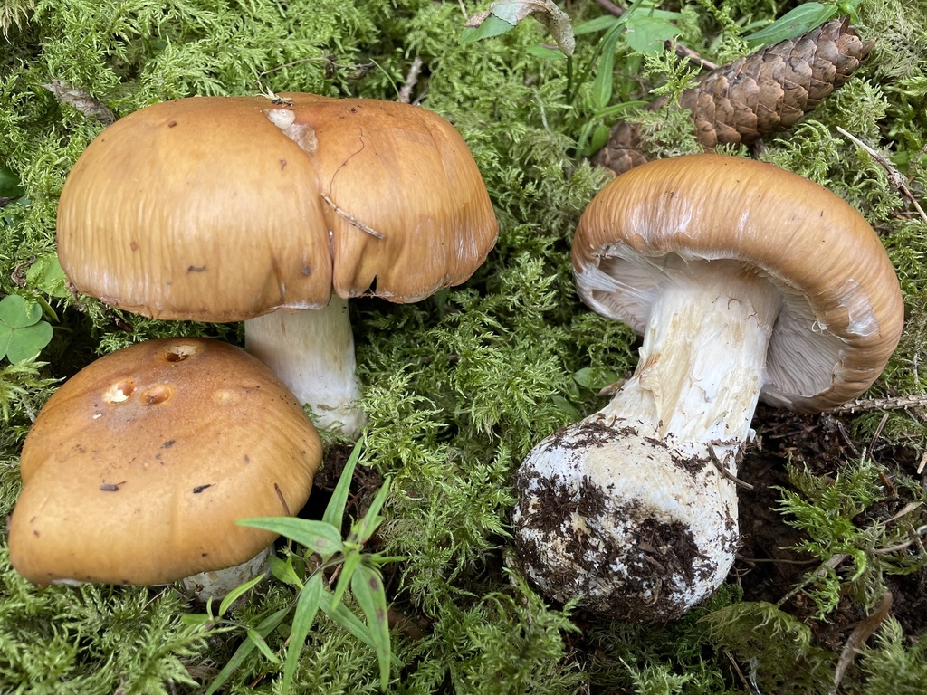 Cortinarius blattoi from Via Sopranessano, Perca, Trentino-Alto Adige ...