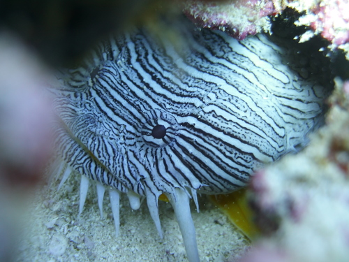 Splendid Toadfish