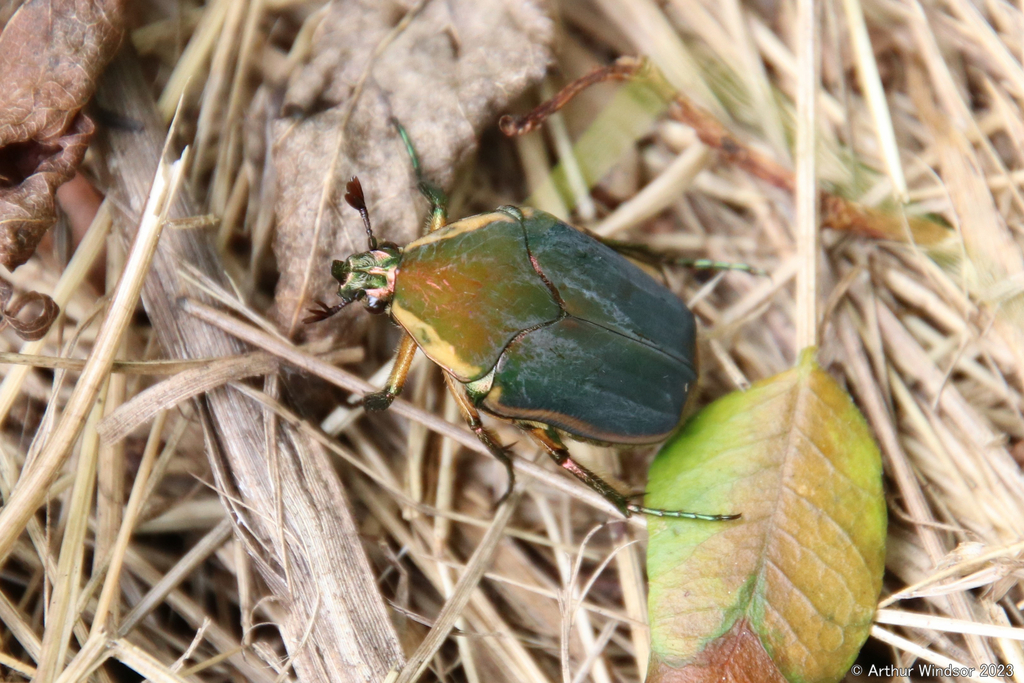 Common green june beetle from seven islands birding state park tn usa