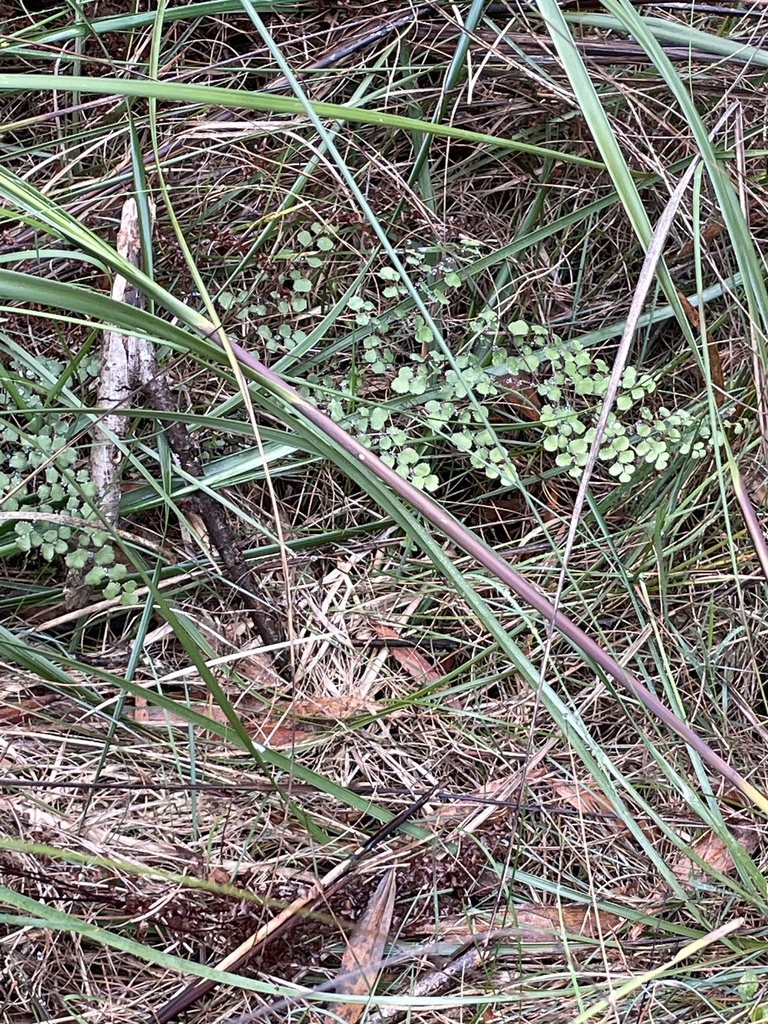 common maidenhair fern from Kookaburra Bush Cct, Frankston South, VIC ...