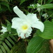 Sobralia virginalis - Photo (c) Rudy Gelis, todos los derechos reservados, subido por Rudy Gelis