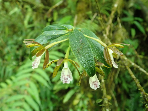 Epidendrum medinae image