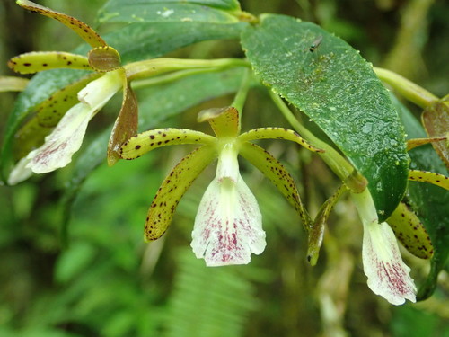 Epidendrum medinae