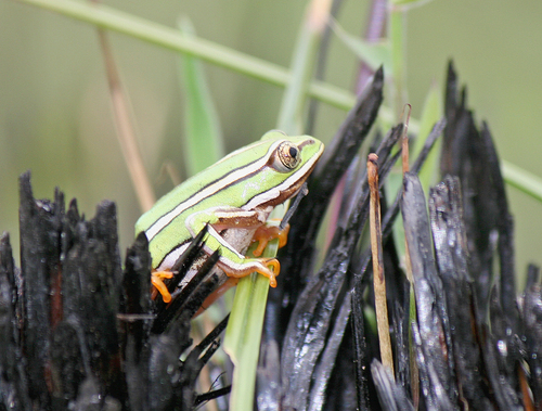 Rutenberg's Reed Frog