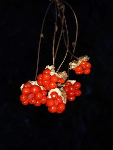salsilla