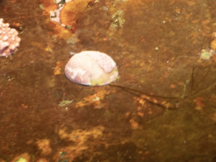 Mekušci (Mollusca)