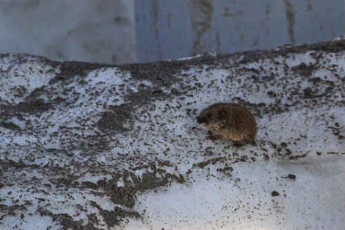 West Siberian Brown Lemming