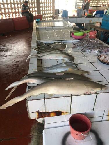 Indonesian Whaler