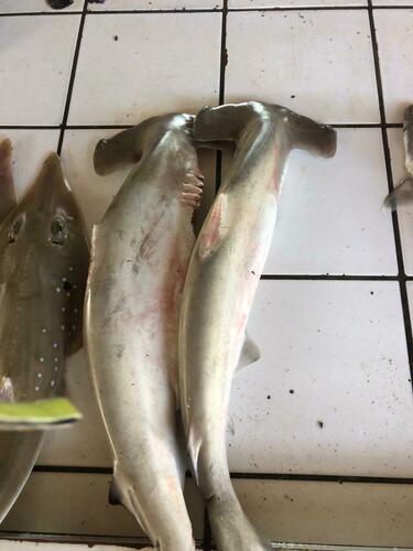 Scalloped Hammerhead