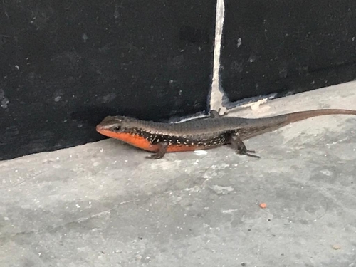 Bronze Grass Skink