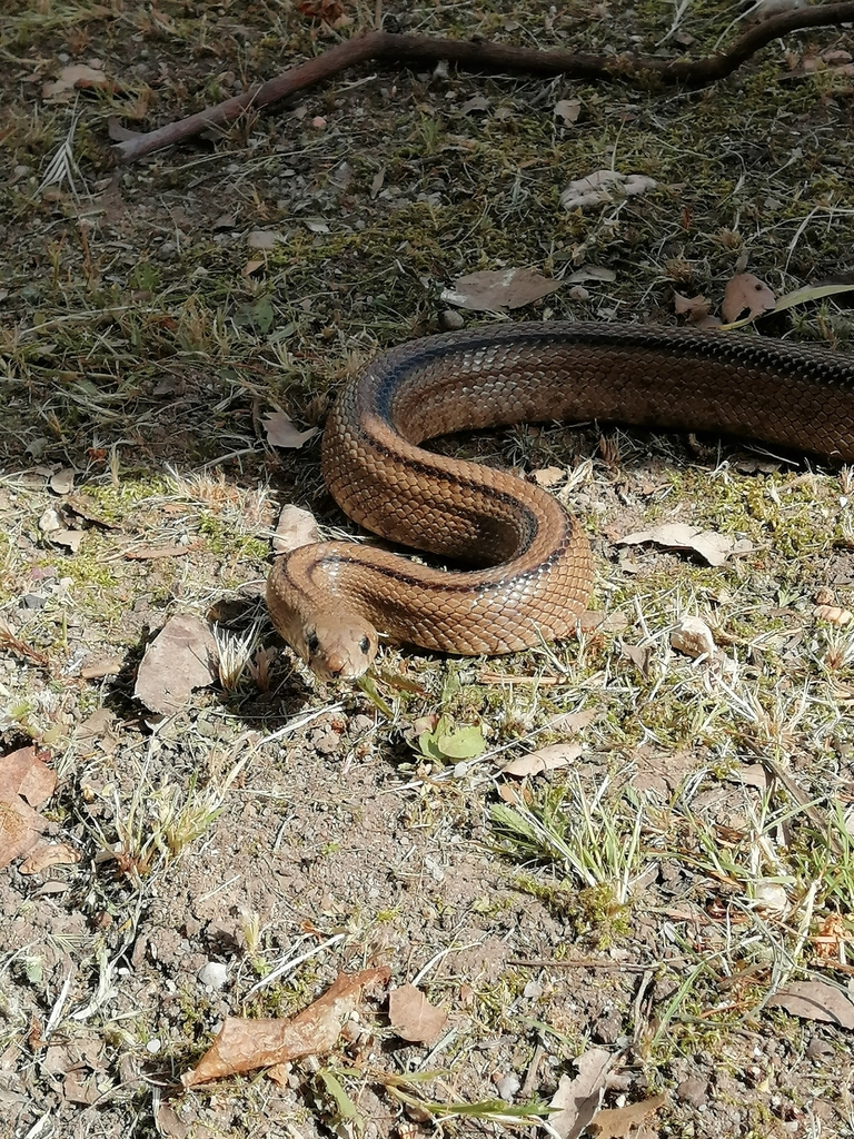 Ladder Snake from Santiago da Guarda, 3240, Portugal on April 8, 2023